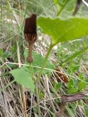 Aristolochia rotunda