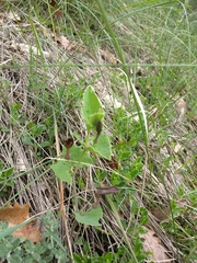 Aristolochia rotunda