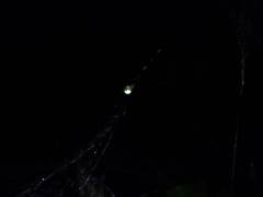 Bijoaraneus