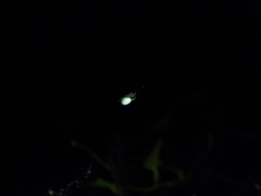Bijoaraneus
