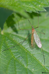 Limonia phragmitidis