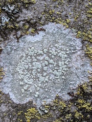 Ochrolechiaceae
