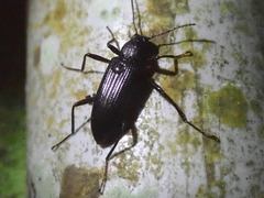 Stenochiini