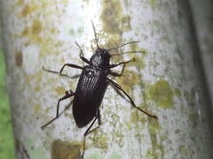 Stenochiini