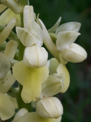Orchis pallens
