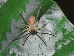 Heteropoda pingtungensis
