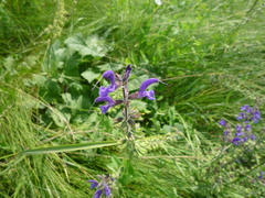 Salvia dumetorum