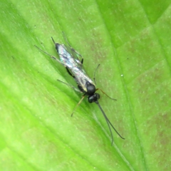 Limneriini