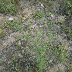 Centaurea stoebe stoebe