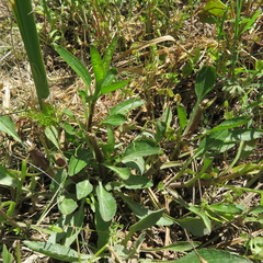 Dyschoriste linearis