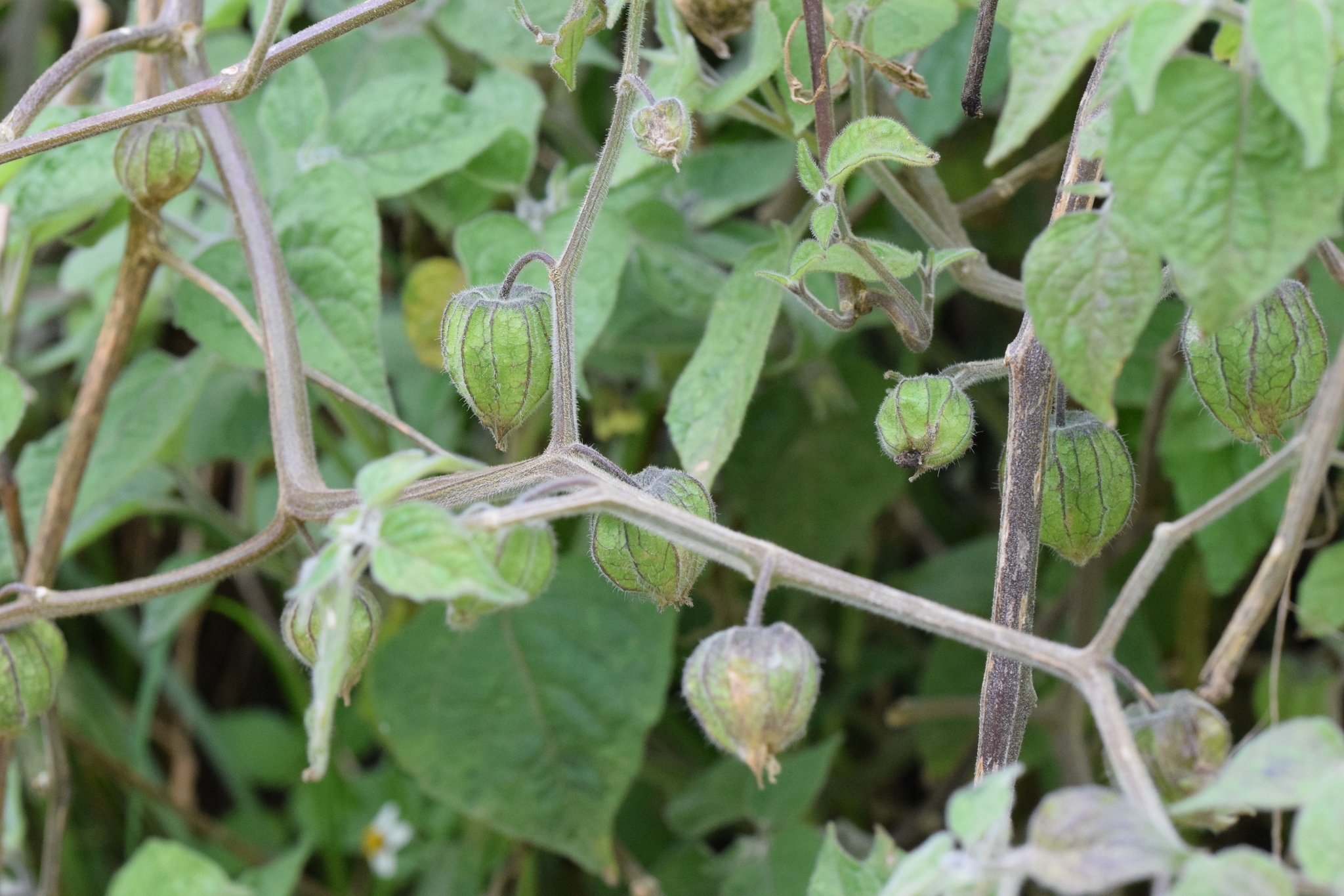 Physalis image