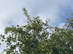 Phoenicurus phoenicurus