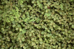 Pilea nummulariifolia
