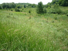 Thinopyrum intermedium barbulatum