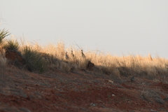 Tympanuchus pallidicinctus