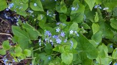 Brunnera macrophylla