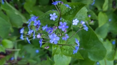Brunnera macrophylla