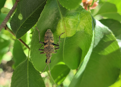 Rhagium mordax