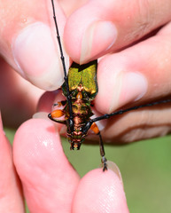 Plinthocoelium suaveolens