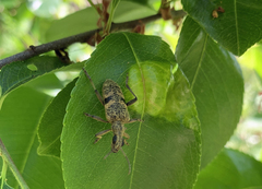 Rhagium mordax