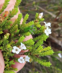 Euchaetis burchellii