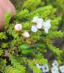 Euchaetis burchellii