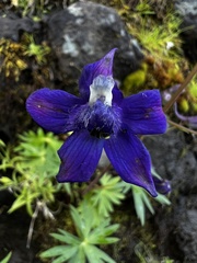 Delphinium glareosum