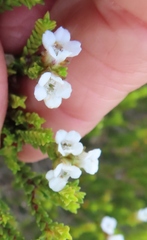 Euchaetis burchellii