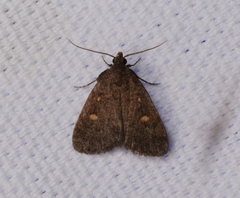 Idia diminuendis