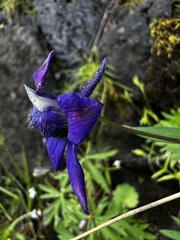 Delphinium glareosum