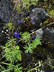 Delphinium glareosum