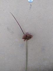 Juncus occidentalis