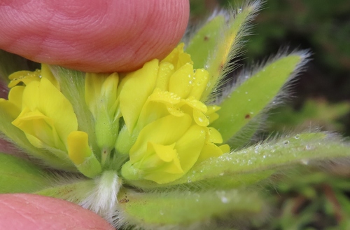 Image of Xiphotheca guthriei by (c) linkie, some rights reserved (CC BY)