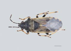Heterogaster cathariae