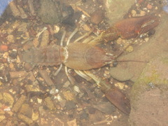 Austropotamobius pallipes