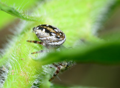 Phidippus clarus