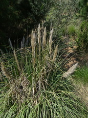 Cortaderia selloana