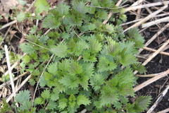 Urtica dioica