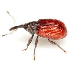 Anthonomus convictus