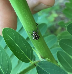 Eudiagogus rosenschoeldi