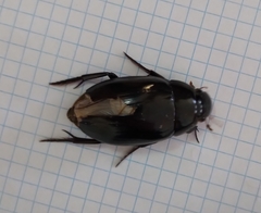 Hydrophilus aterrimus