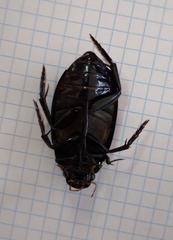 Hydrophilus aterrimus