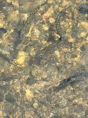 Salmo trutta