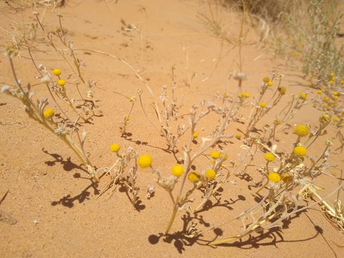 Brocchia cinerea image