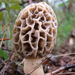 Yellow Morel - Photo (c) k_eper, some rights reserved (CC BY-NC-SA)