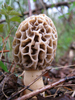 Yellow Morel - Photo (c) k_eper, some rights reserved (CC BY-NC-SA)