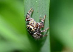 Phidippus clarus