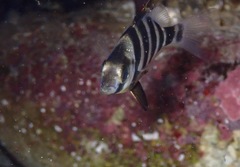 Diplodus hottentotus