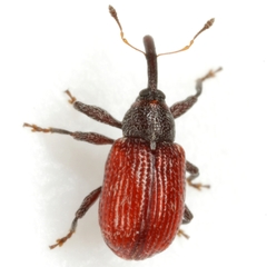 Anthonomus convictus