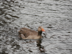 Anser anser